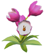 Datei:Rosa Krokus.png