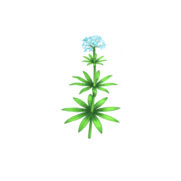 Datei:Weißes Sumpfmilchkraut.png