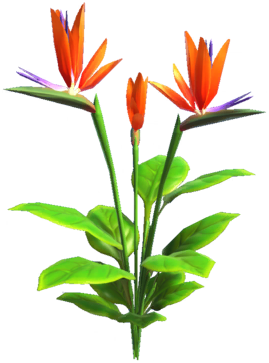 Datei:Orangefarbener Paradiesvogel.png