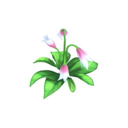 Datei:Rosa-weißer Bartfaden.png