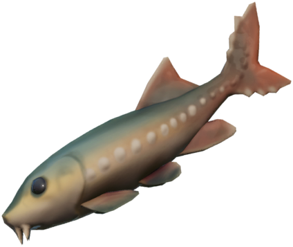 Datei:Weißer Stör.png