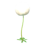 Blume des Wolligen Wegerichs