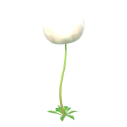 Blume des Wolligen Wegerichs