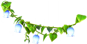 Ranken der Glockenblume