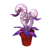 Dreamlight-Kobralilie